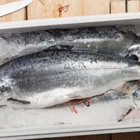 Cá nhằm tủ lạnh lẽo được bao lâu tạo được quality chất lượng nhất? 